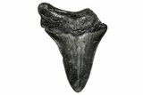 Bargain, Juvenile Megalodon Tooth - South Carolina #359078-1